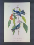 Audubon First Edition Octavo Plate No 86 Carulean Wood-Warbler