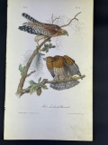 John James Audubon, Pl. 9 Red-shouldered Buzzard