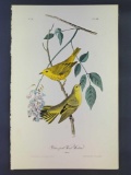 Audubon First Edition Octavo Plate No 88 Yellow poll Wood-Warbler