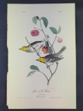 Audubon First Edition Octavo Plate No 93 Hermit Wood-Warbler