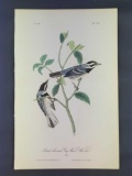Audubon First Edition Octavo Plate No 94 Black-throated Grey Wood-Warbler