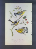 Audubon First Edition Octavo Plate No 96 Black & yellow Wood-Warbler