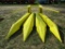 John Deere 3R corn head