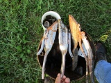 13 Anhydro's  shanks
