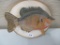 Hand carved, hand painted blue gill, BY W Taintar