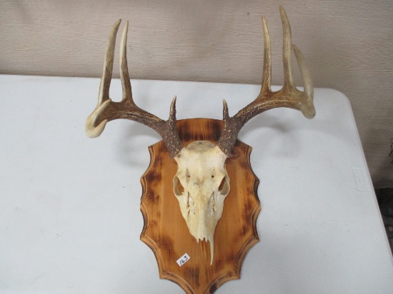 White tail 10 point antlers
