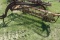 New Holland 256 Hay Rake