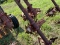 Lilliston Rolling Cultivator
