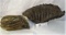2 Large Fossilized Pre Historic mammoth Tooth