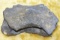 Very Large Prehistoric Vertebra Section-Rare