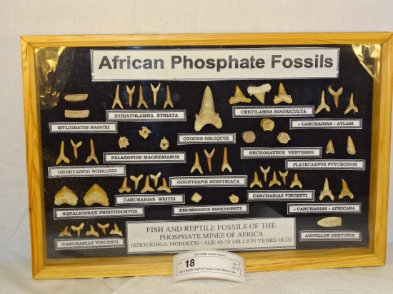 Fish & Reptile Teeth & Fossils From Africa In Glas