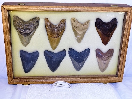 8 Megladon Sharks Teeth 3"-4" Long