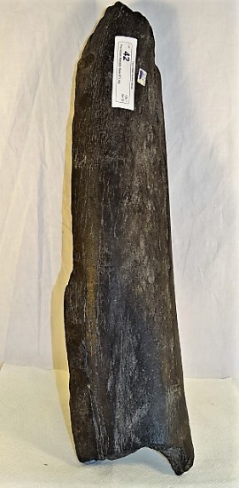 Pre-Historic Mastadon Bone 20" Long