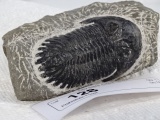 Prehistoric Fossil