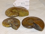 3 Medium Iridescent Ammonite conch Fossils 3