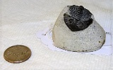 Prehistoric Fossil