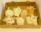 LOT OF 7 LARGE CONCH SHELLS