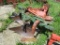 9537- CASE 2BTM 3PT.PLOW