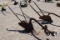 15366-1 BTM WALKING PLOW