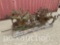 457-JOHN DEERE B CULTIVATOR