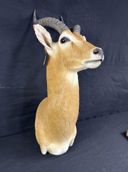 ANTELOPE SHOULDER MOUNT