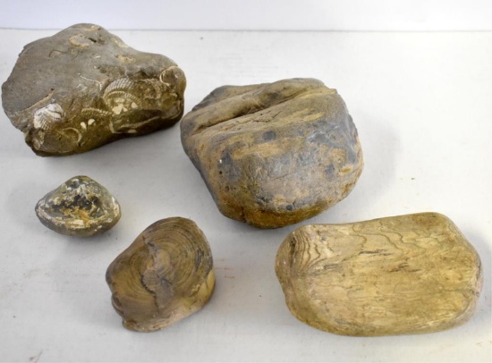 FIVE FOSSILS