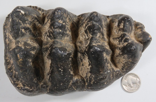6" Long Cast of a Mastodon Tooth