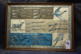 46. Win Shotgun & Rifle Framed Poster Chart Approx. 37”x26”