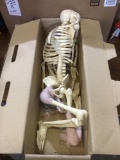 Healthcare Educational Grade Skeleton and Parts