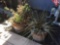 (2) Outdoor Potted Plants***VERY HEAVY***