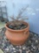 Outdoor Potted Plant***VERY HEAVY***