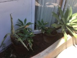 (2) Outdoor Potted Plants***VERY HEAVY***