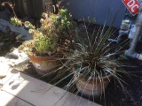 (2) Outdoor Potted Plants***VERY HEAVY***