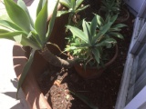 Outdoor Potted Plant***VERY HEAVY***