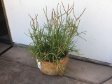 Outdoor Potted Plant***VERY HEAVY***