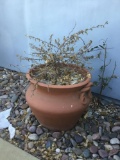 Outdoor Potted Plant***VERY HEAVY***