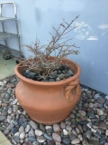 Outdoor Potted Plant***VERY HEAVY***