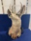 Mule Deer Buck Killed In Montana Near Madison River