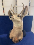 Mule Deer Buck Killed In Montana Near Madison River