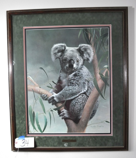 Koala Print by Charles Frace - 35-in x 29-in