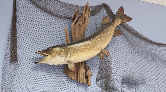 Large Northern Pike Mount