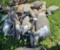 Assortment of Duck & Goose Decoys