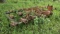 12 1/2ft 3pt Chisel Plow