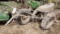 David Bradley Sickle Mower