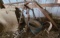 3 - Point PTO - Driven Post Hole Digger - 9 inch auger