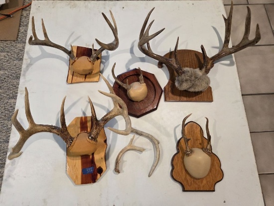 Large Amount of Deer Antlers on Plaques