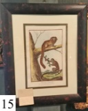 framed print of Tamarin monkey