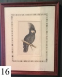 framed print of Great Black Cockatoo