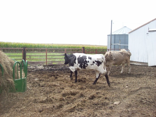 Charlet Steer, Spring 2017, With Long Horn, Approx  800 LBS.