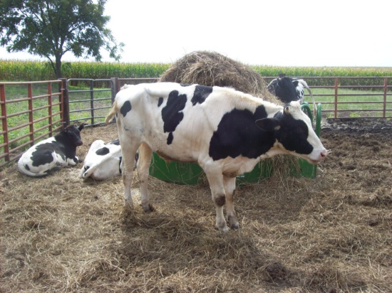 Holstein Steer, Approx. 700-800 Lbs., White Horn